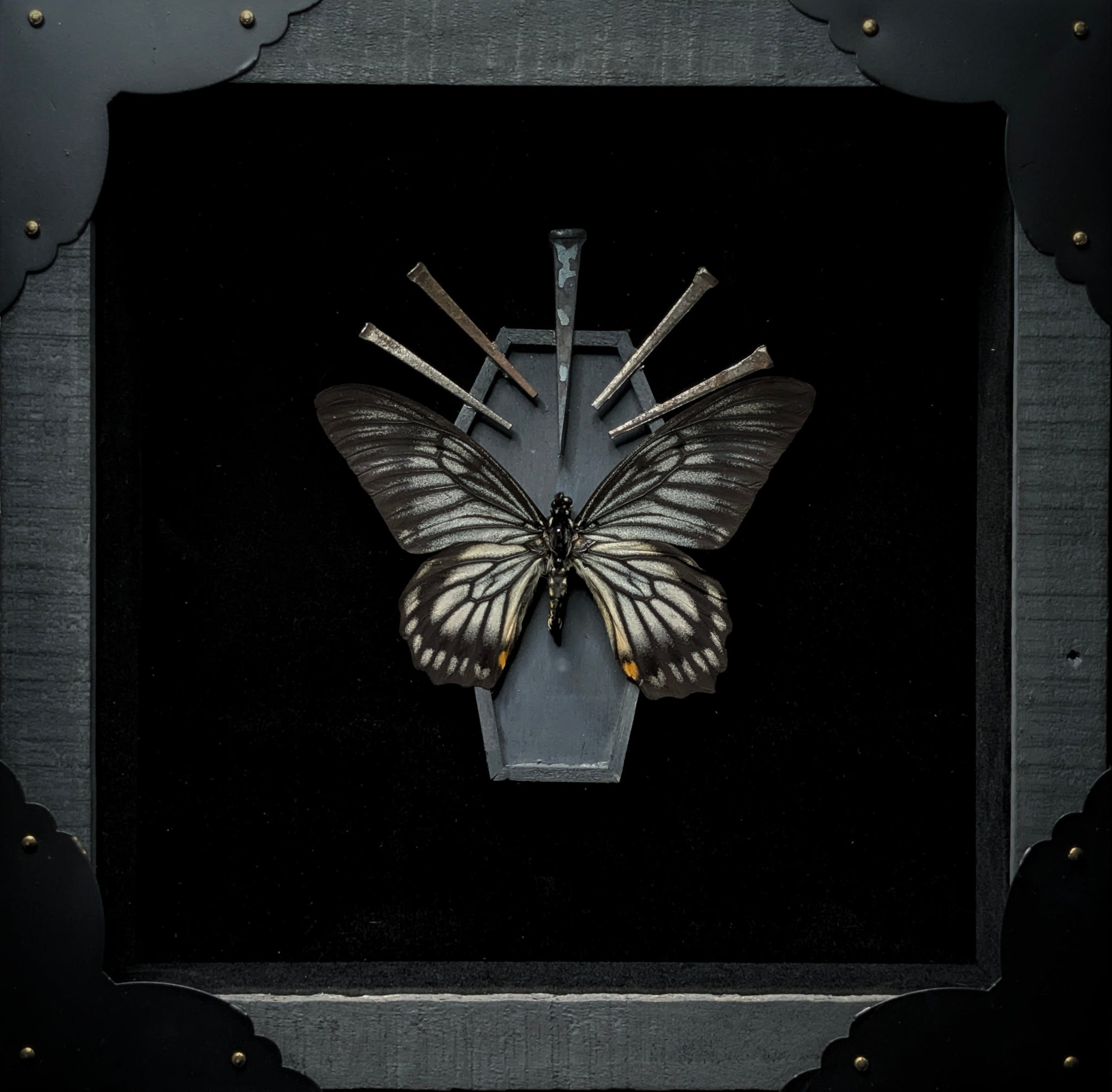 DLD_07 Funeral Pt. II: Ghost Swallowtail Butterfly