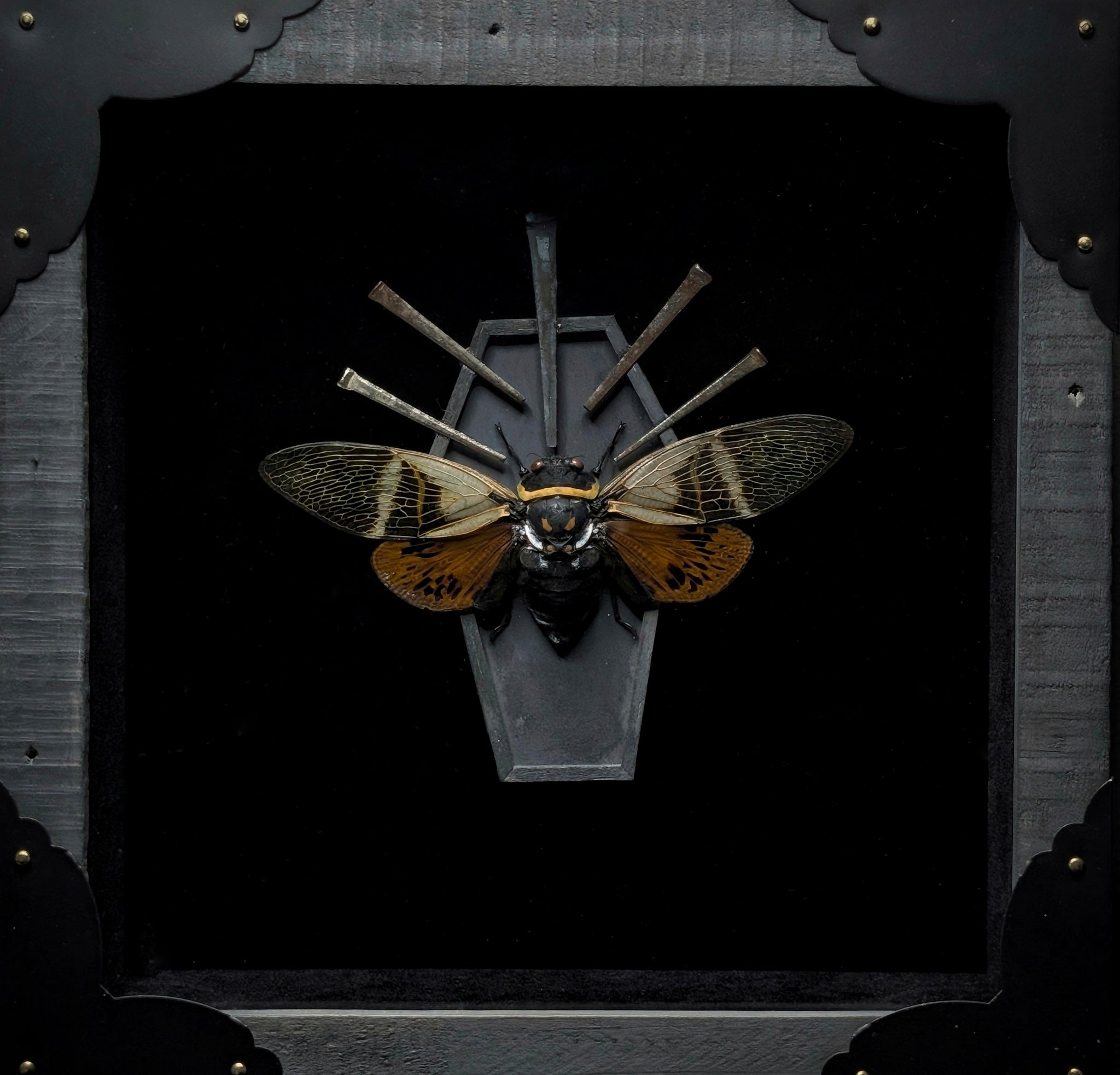 DLD_06 Funeral Pt. II: Halloween Cicada