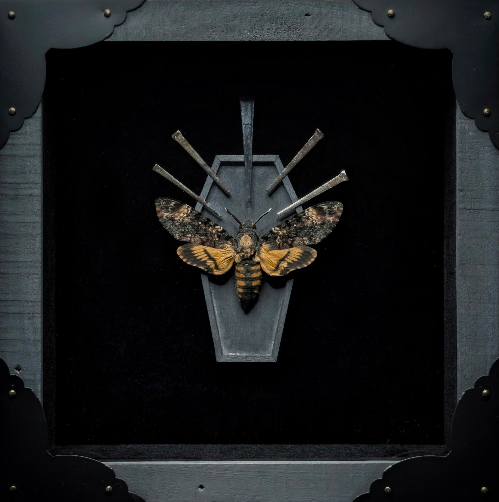 DLD_05 Funeral Pt. II: Death’s Head Moth