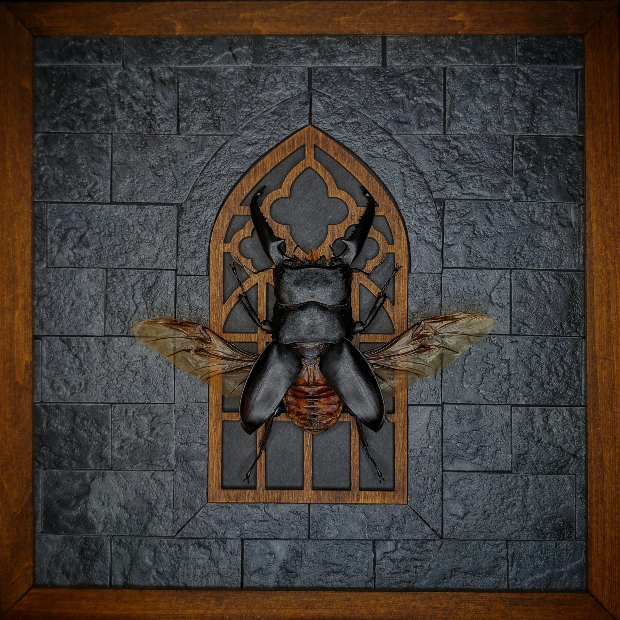 DLD_19 Cathedral: Dorcus Stag Beelte