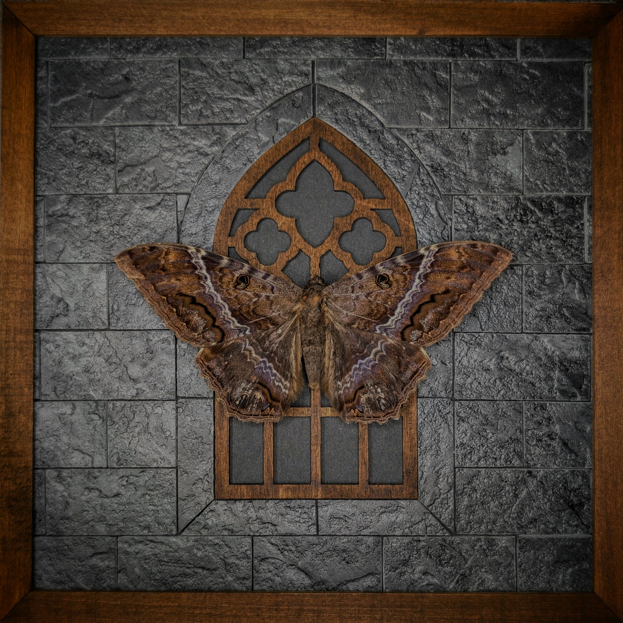 DLD_20 Cathedral: Black Witch Moth