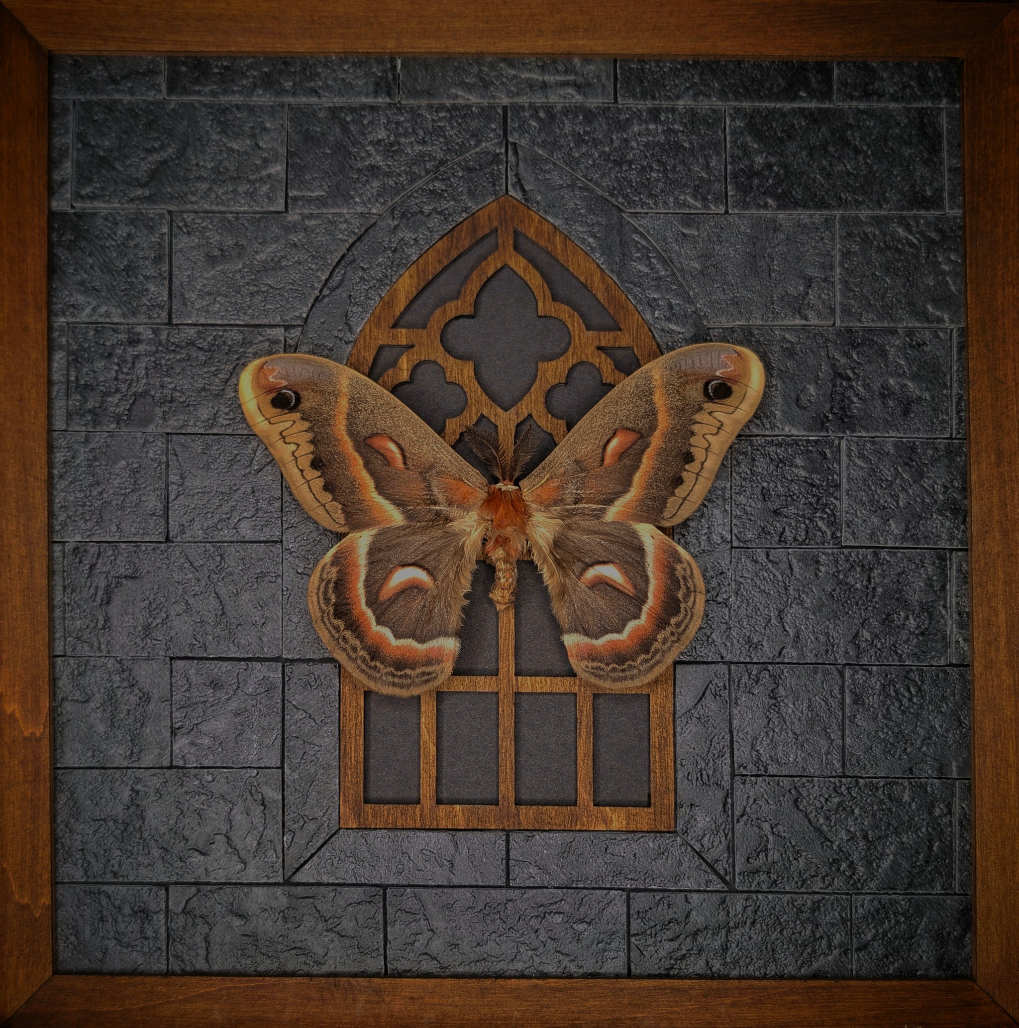 DLD_17 Cathedral: Cecropia Moth