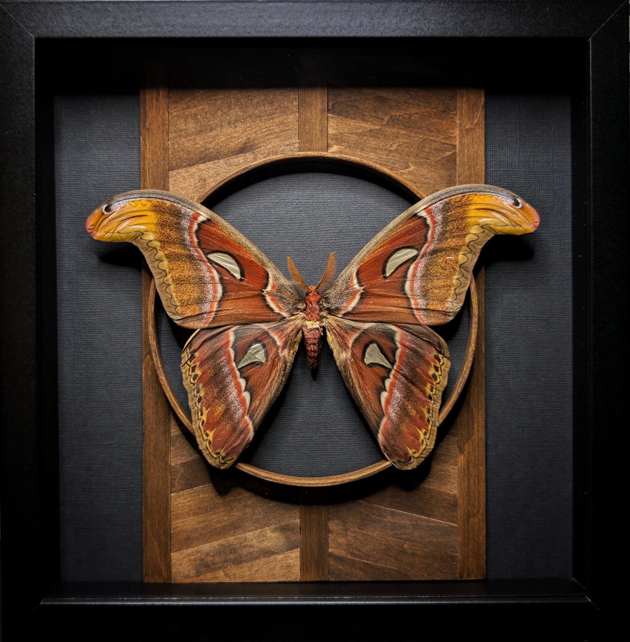 DLD_13 Temple: Atlas Moth