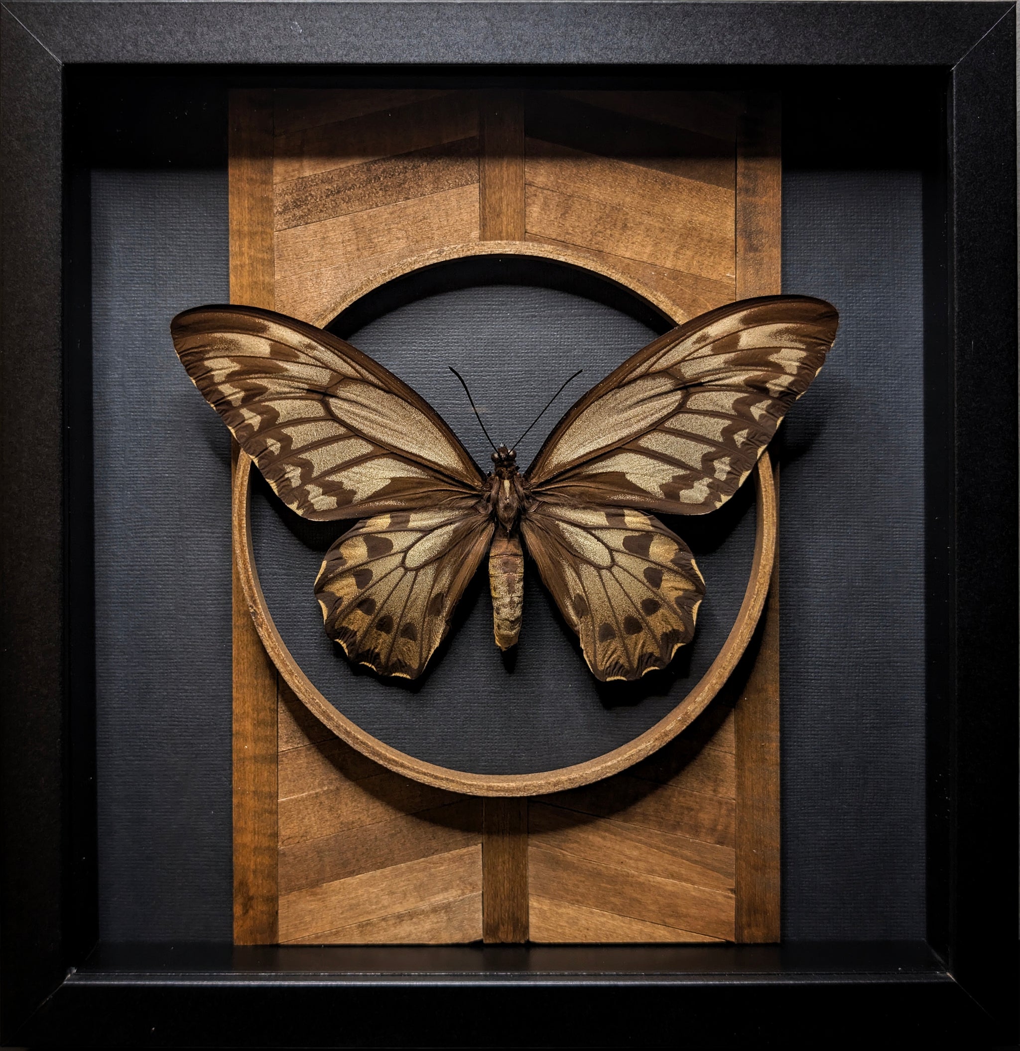 DLD_10 Temple: Gold Birdwing Butterfly