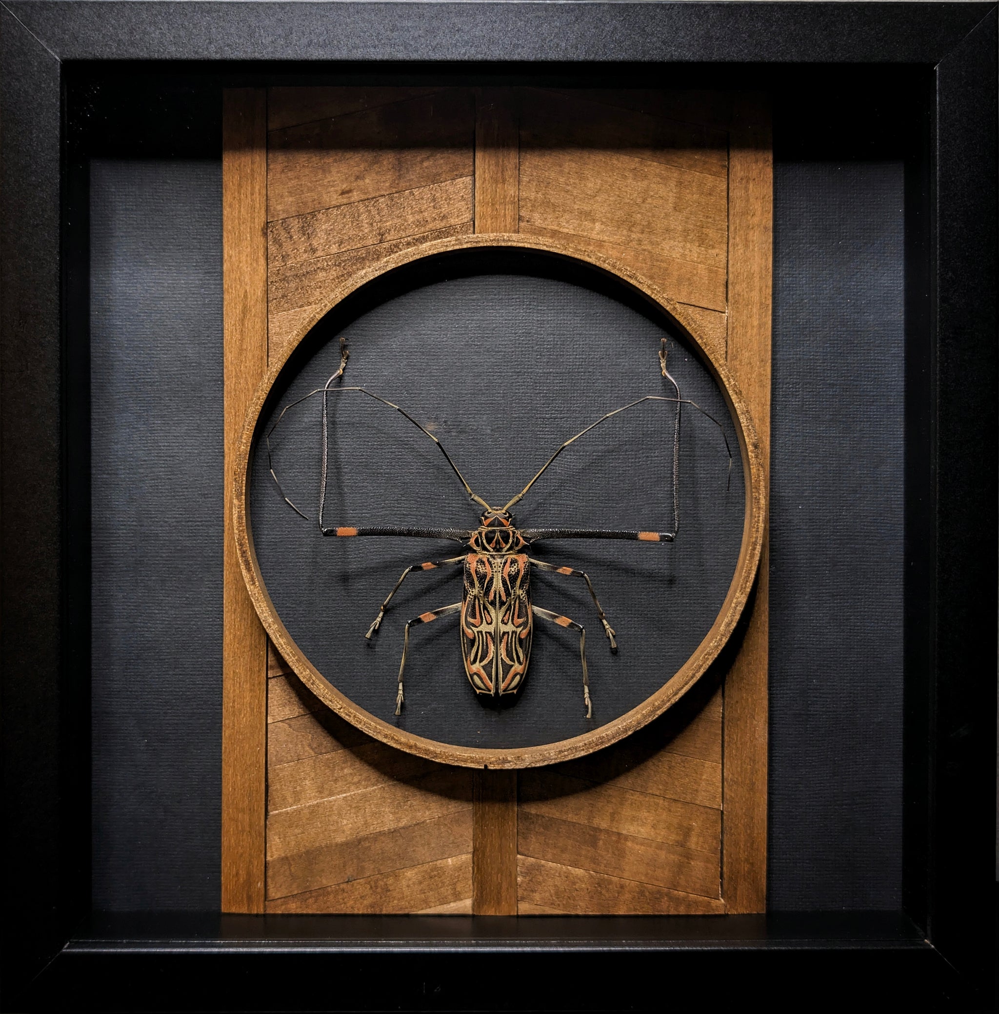 DLD_12 Temple: Harlequin Longhorn Beetle