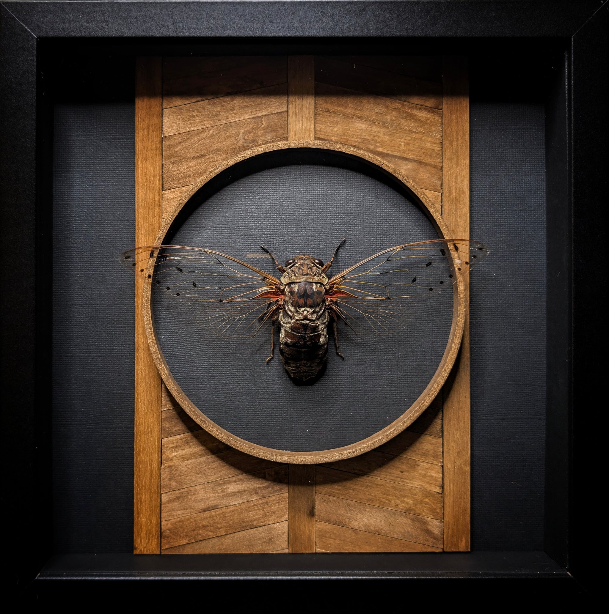 DLD_09 Temple: Empress Cicada