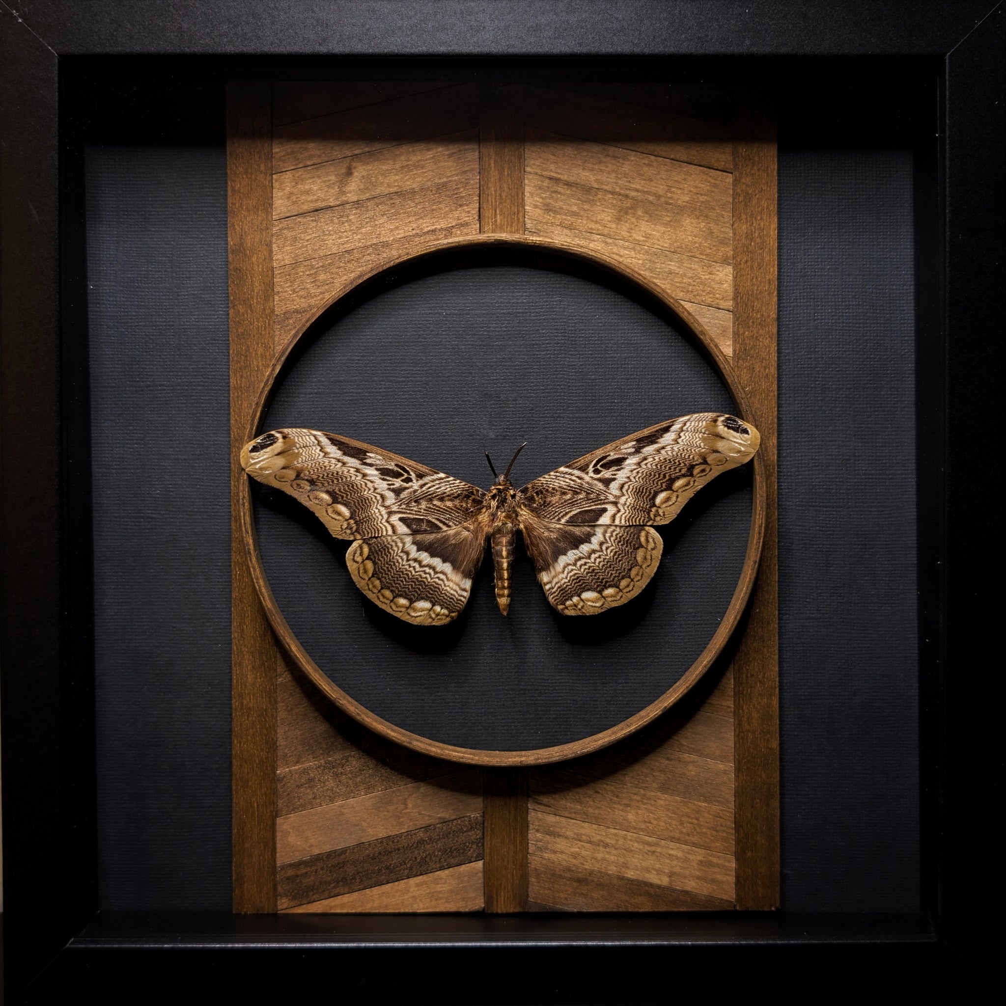 DLD_08 Temple: Wood Moth