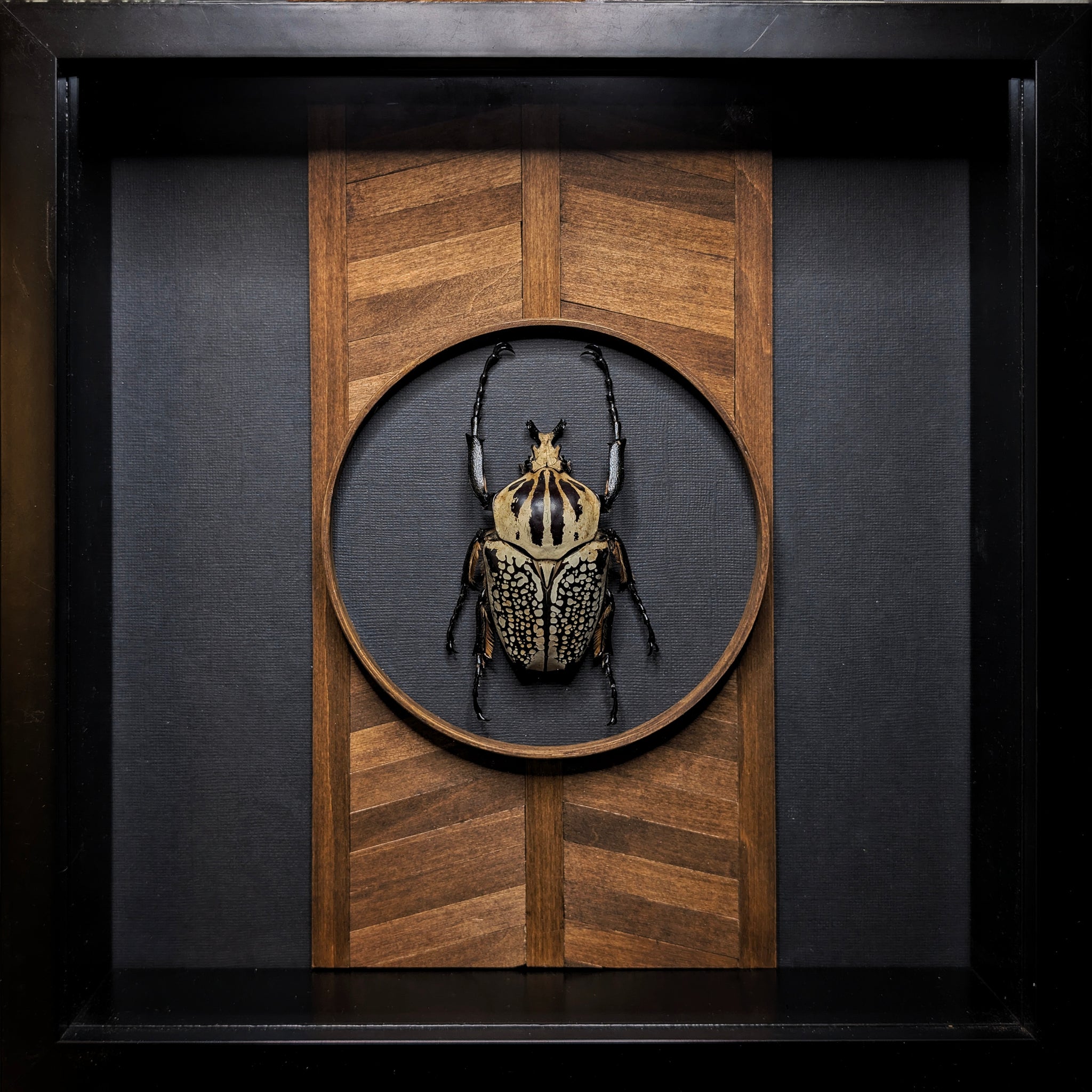 DLD_14 Temple: Goliath Beetle